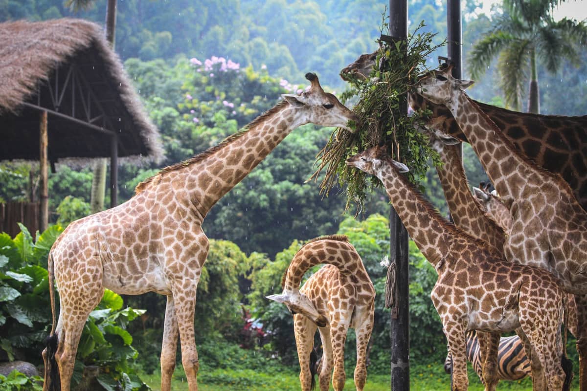 A group of giraffes gathered and feeding under a shaded area in a lush, green safari-like environment at Chimelong Safari Park.