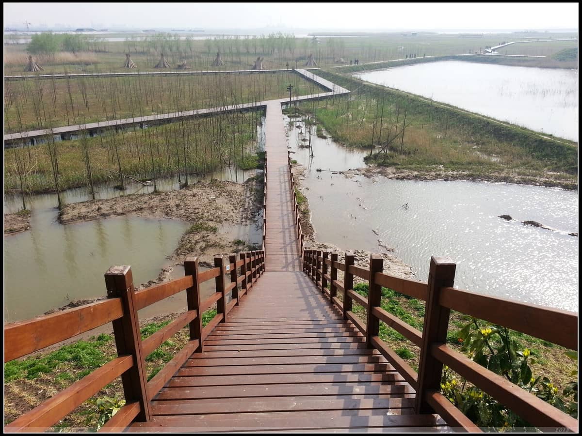 Hölzerner Steg mit Geländer mit Blick auf die Feuchtgebiete der Insel Chongming, mit jungen Bäumen, sumpfigem Wasser und flachen Feldern unter einem hellen Himmel.