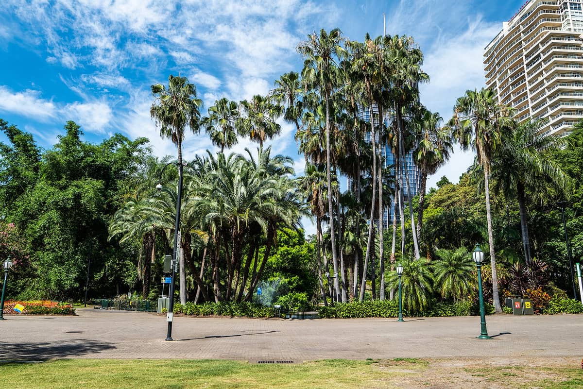 Ein breiter Eingangsbereich mit hohen Palmen und üppigem Grün in Brisbanes City Botanic Gardens, im Hintergrund ragen die Gebäude der Stadt empor.