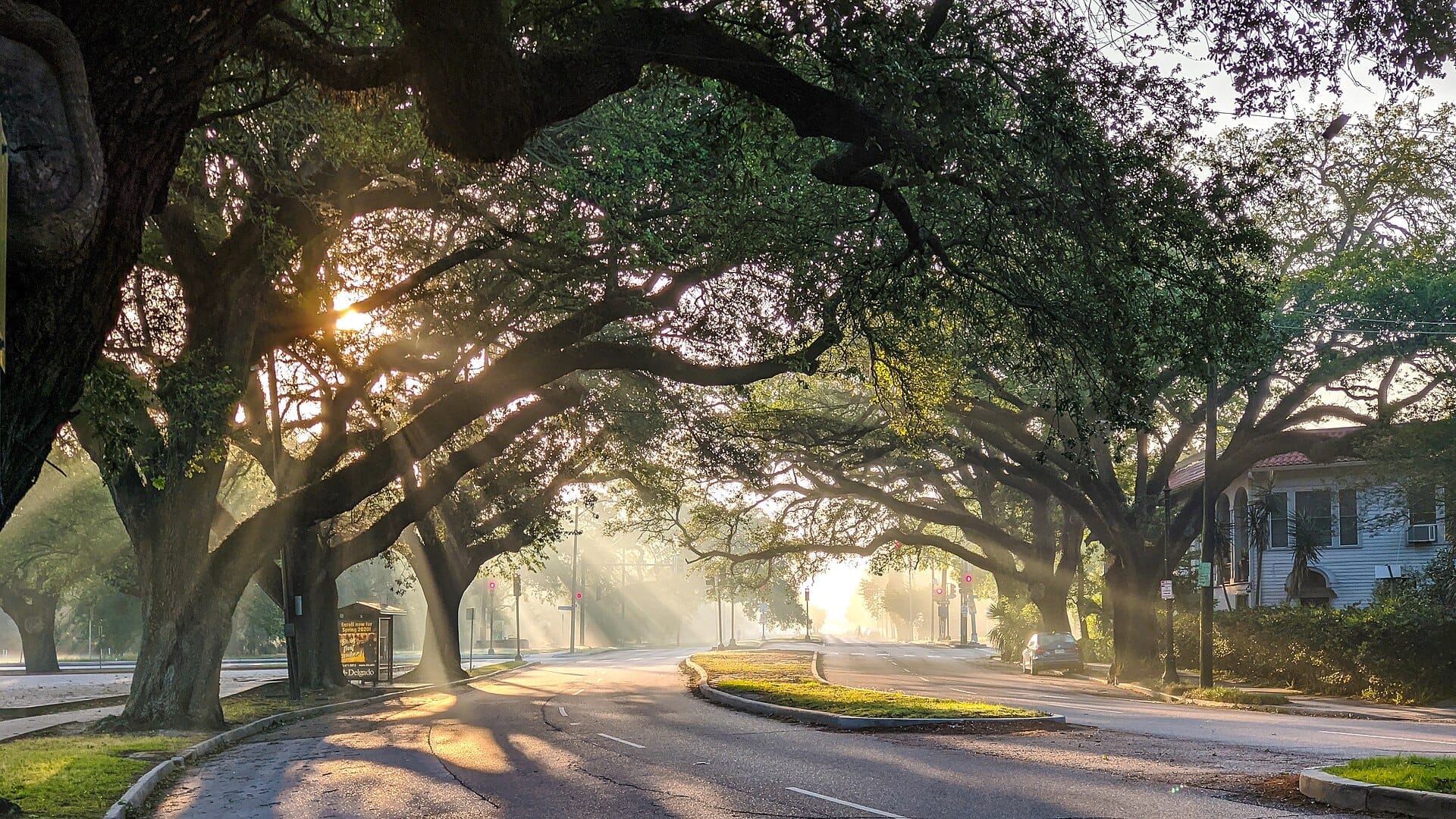 Antiche querce sempreverdi costeggiano una strada tranquilla all'alba nel City Park, New Orleans, con la luce del sole che filtra tra i rami.
