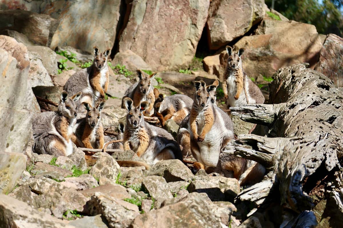 A group of wallabies sits and stands among rocky terrain and sunlit boulders at Cleland Wildlife Park in Adelaide Hills.