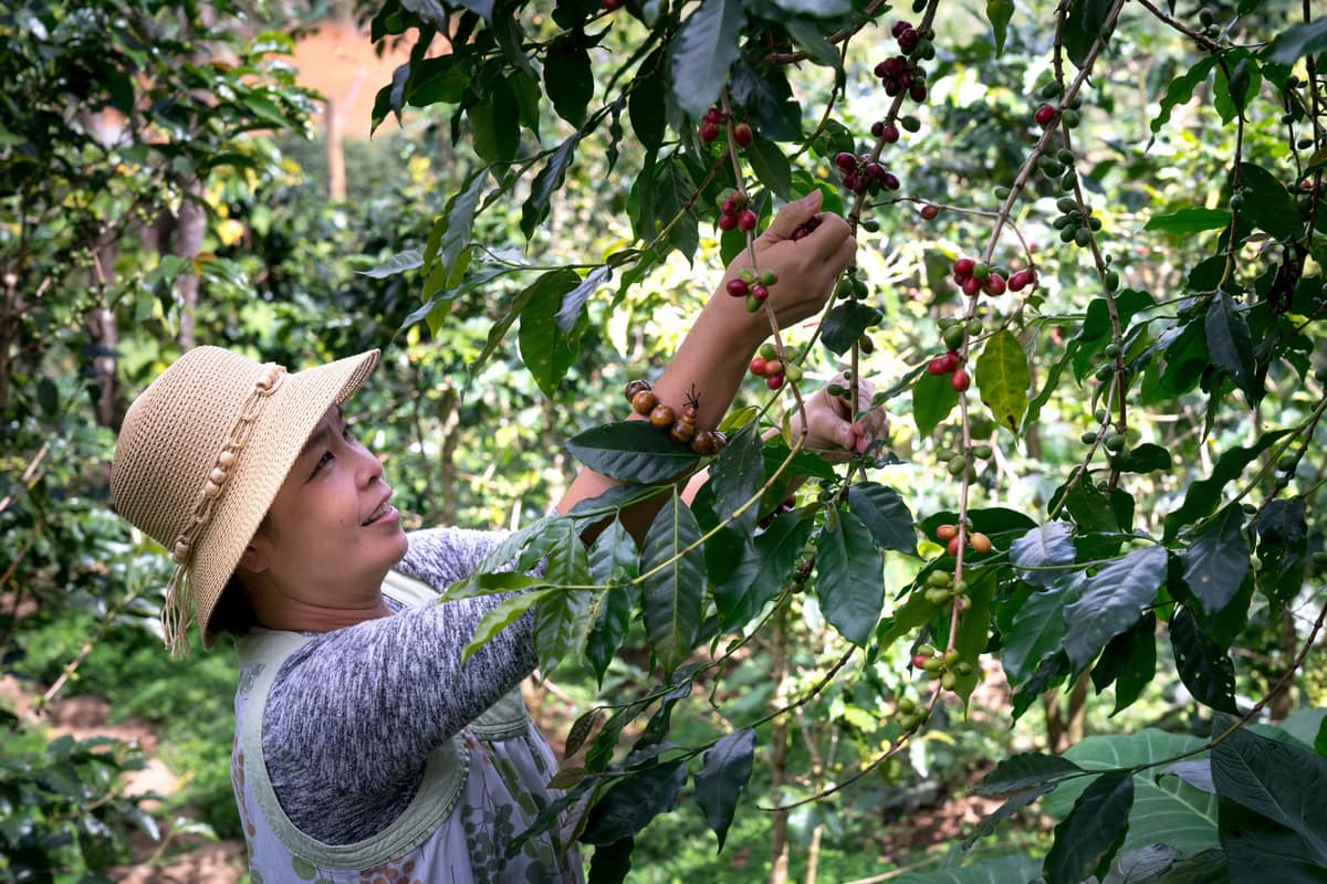 Woman harvesting ripe coffee cherries from coffee trees on a Colombian farm, surrounded by lush greenery.
