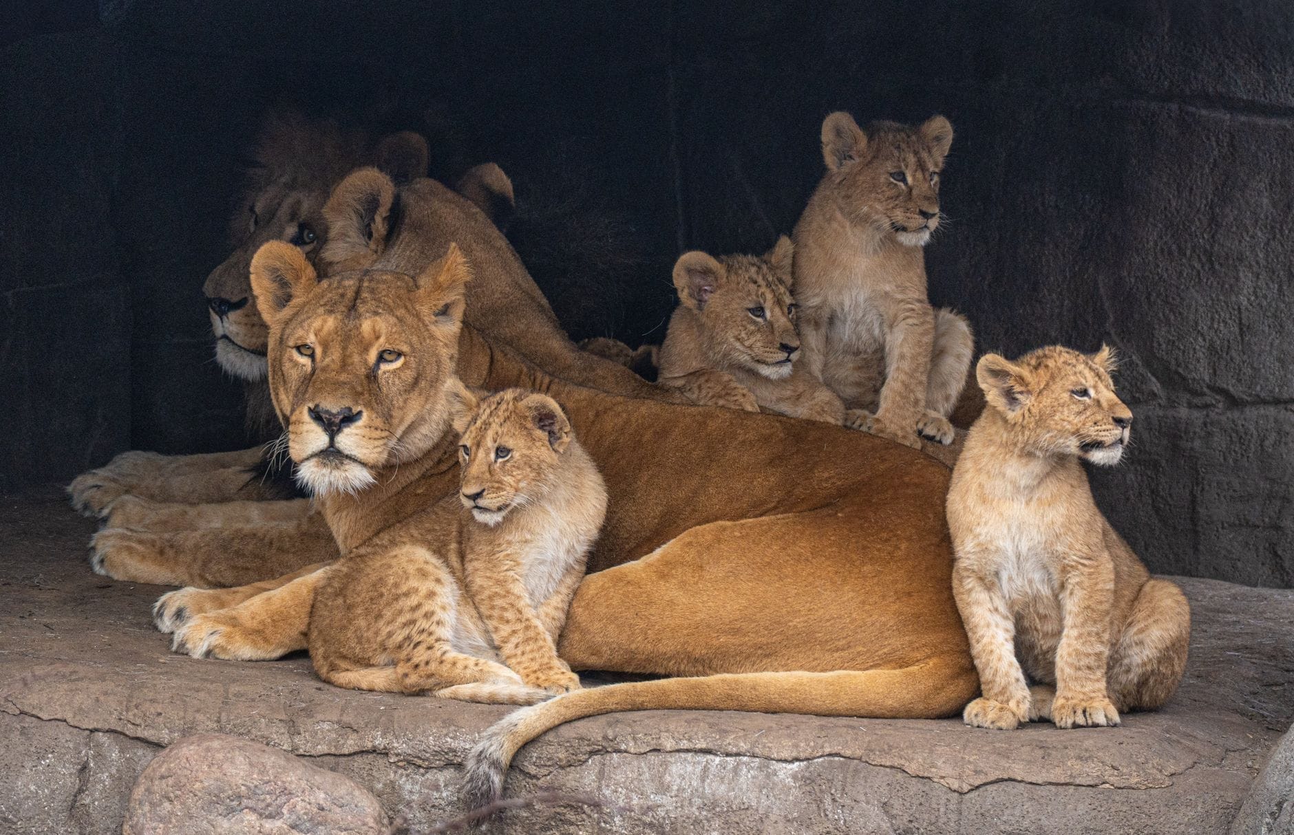 Una leonessa circondata da quattro cuccioli di leone che giocano e si riposano insieme su una roccia nel recinto di uno zoo, perfetta per mostrare il fascino della fauna selvatica in famiglia.