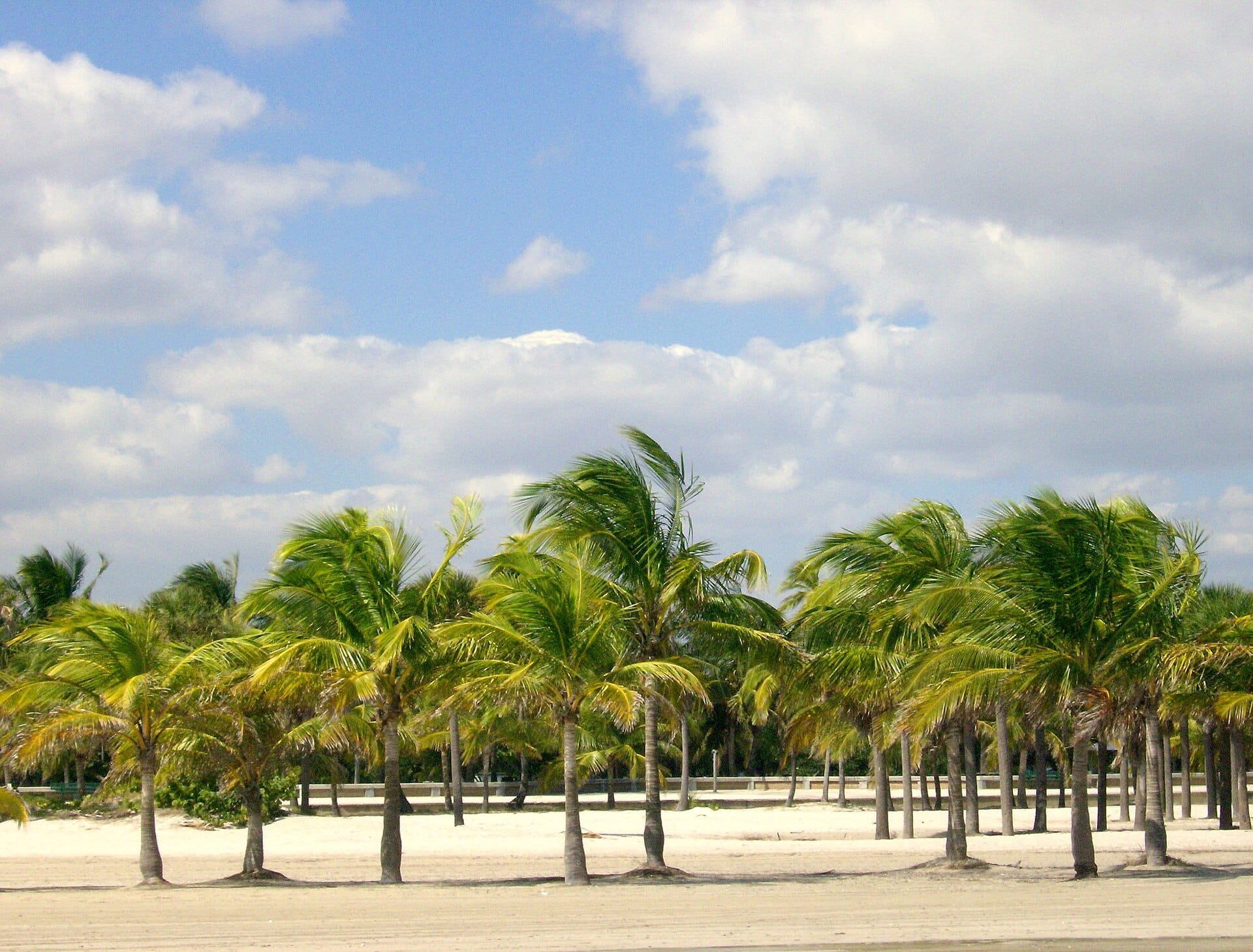 File di palme costeggiano la riva sabbiosa di Crandon Park Beach sotto un cielo azzurro brillante con nuvole sparse.