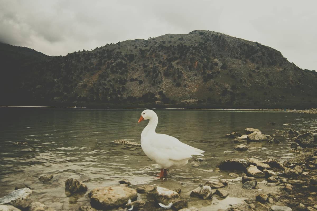 Un'anatra bianca è in piedi sulla riva sassosa di un lago d'acqua dolce, con colline scoscese e vegetazione sullo sfondo sotto un cielo nuvoloso.