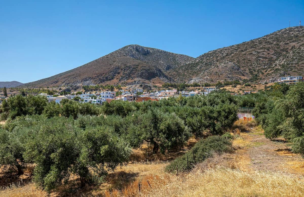 Un uliveto soleggiato davanti a un villaggio cretese, con colline che si alzano sullo sfondo sotto un cielo azzurro limpido.
