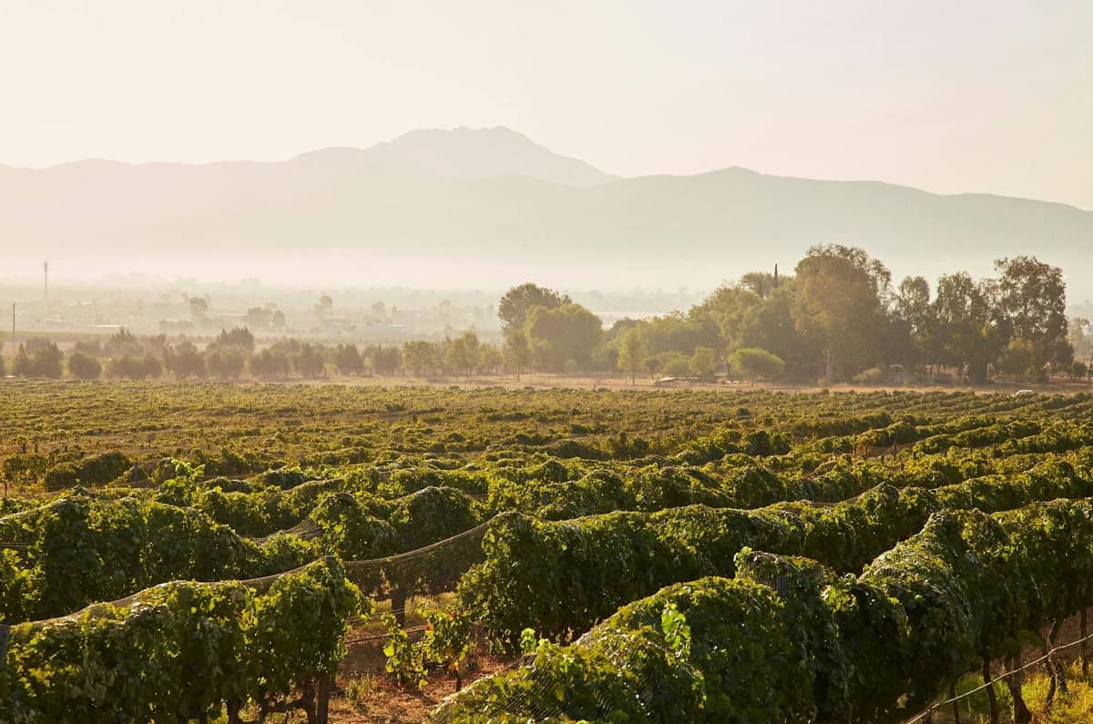 Ampio paesaggio di vigneti in una morbida luce dorata con montagne sullo sfondo, che mostra filari di viti tipici delle regioni vinicole.
