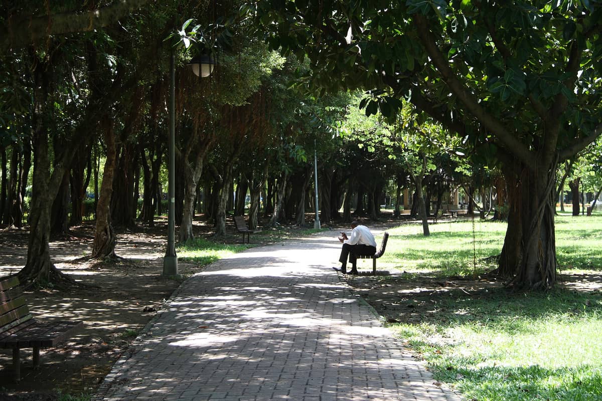 Ein schattiger Weg schlängelt sich durch hohe Bäume im Da'an Forest Park. Eine Person sitzt auf einer Bank, Sonnenlicht fällt gefleckt auf den Boden.