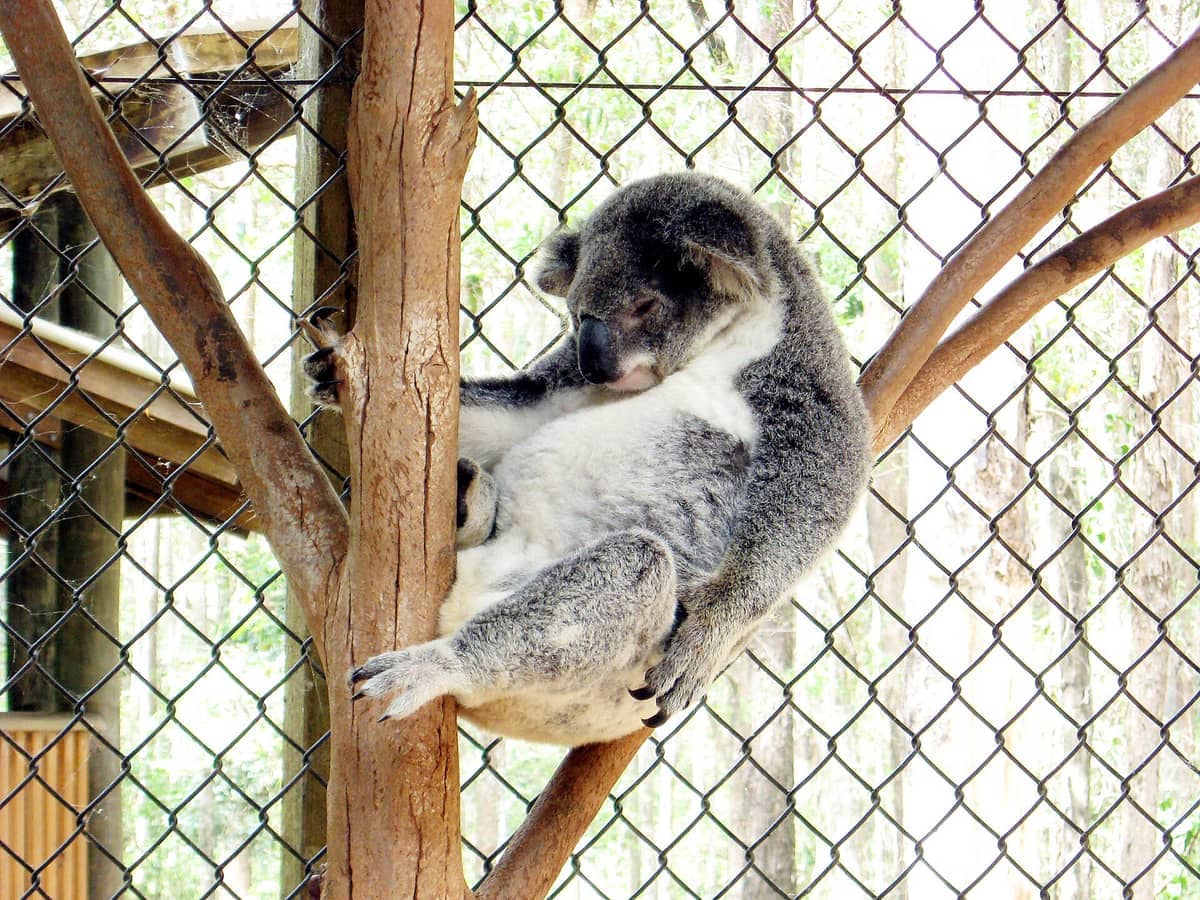 Ein Koala ruht auf einem Ast in einem Außengehege des Daisy Hill Koala Centre, im Hintergrund sind ein Drahtzaun und Bäume zu sehen.