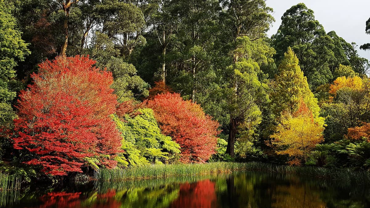 Exuberante bosque de las Dandenong Ranges con árboles de intensos colores rojo, amarillo y verde reflejados en un lago sereno dentro del Jardín Botánico de las Dandenong Ranges.