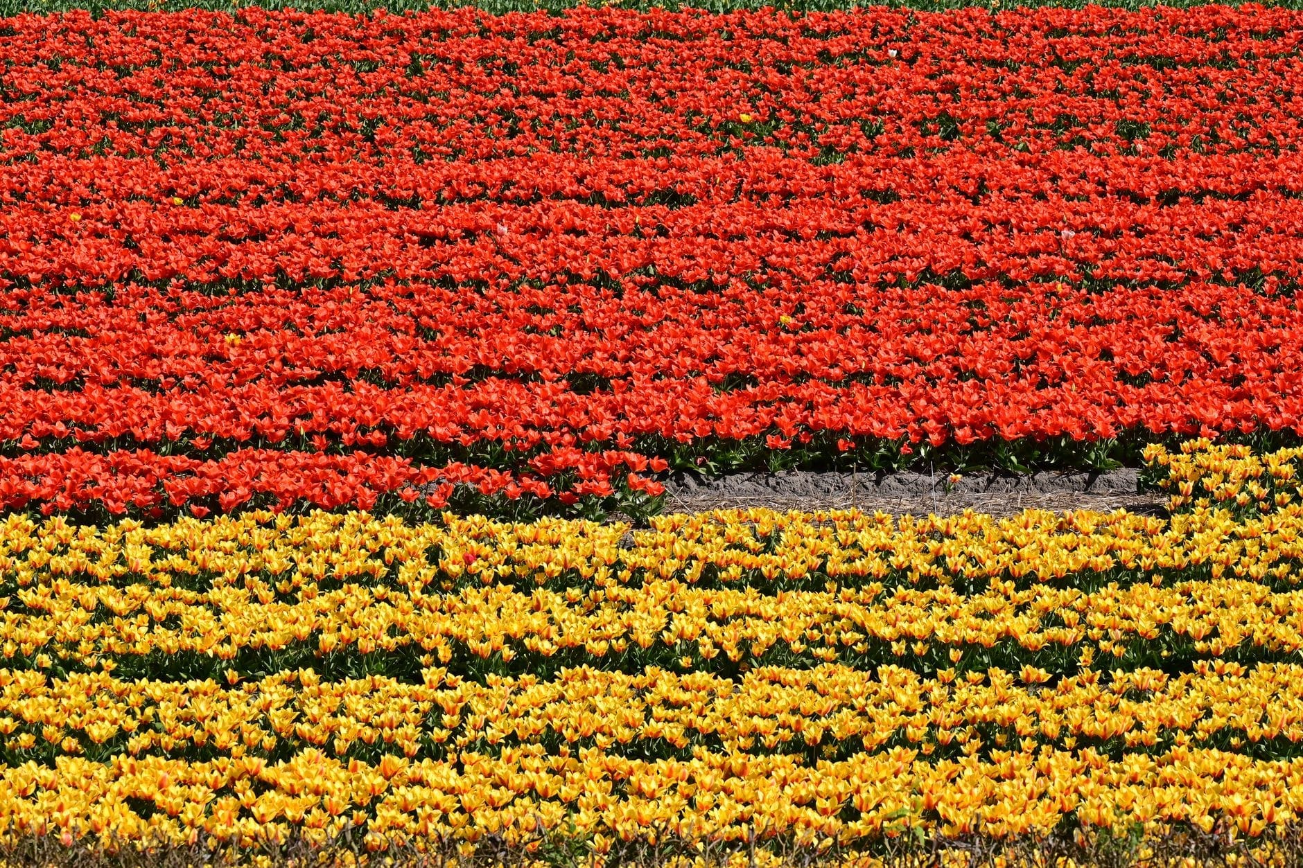 Những hàng cánh đồng hoa tulip đỏ và vàng rực rỡ trải dài theo chiều ngang qua vùng nông thôn Hà Lan vào mùa xuân.