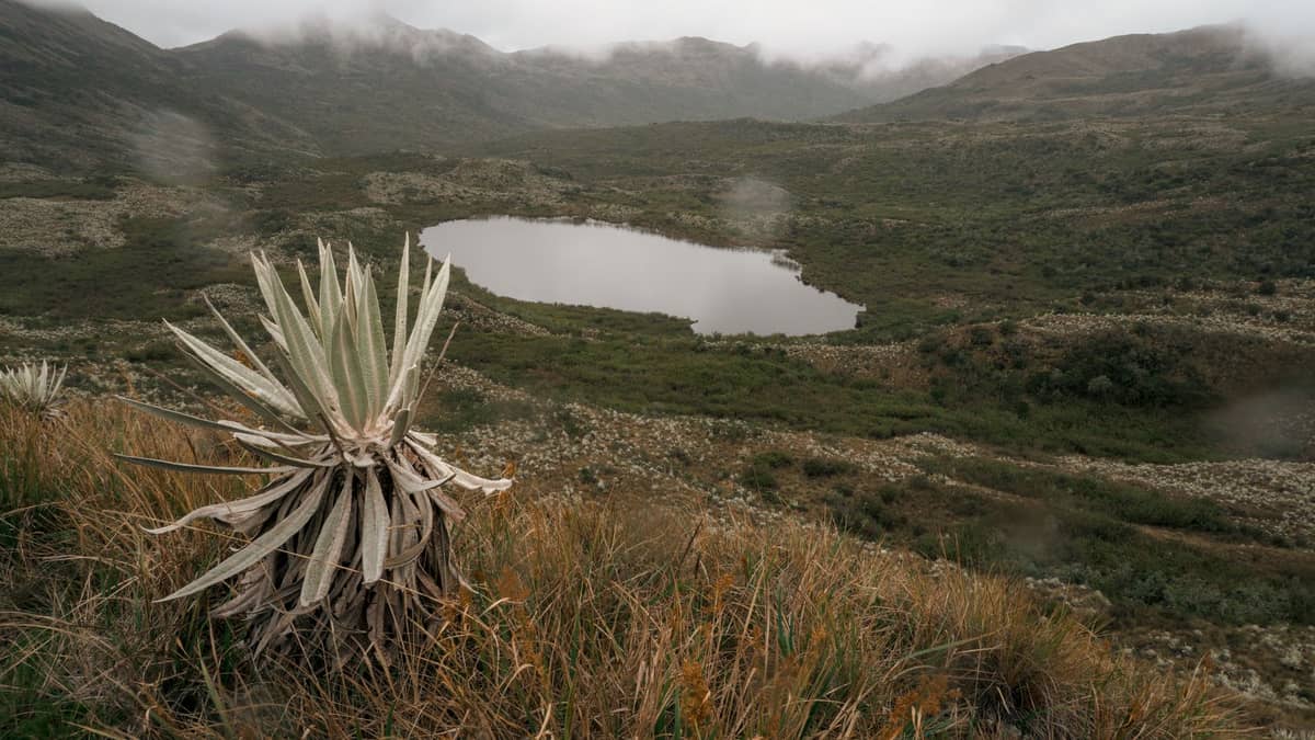 Frailejón plants in the páramo with a misty mountain landscape and a small lake, capturing Colombia’s unique high-altitude ecosystem near Bogotá.
