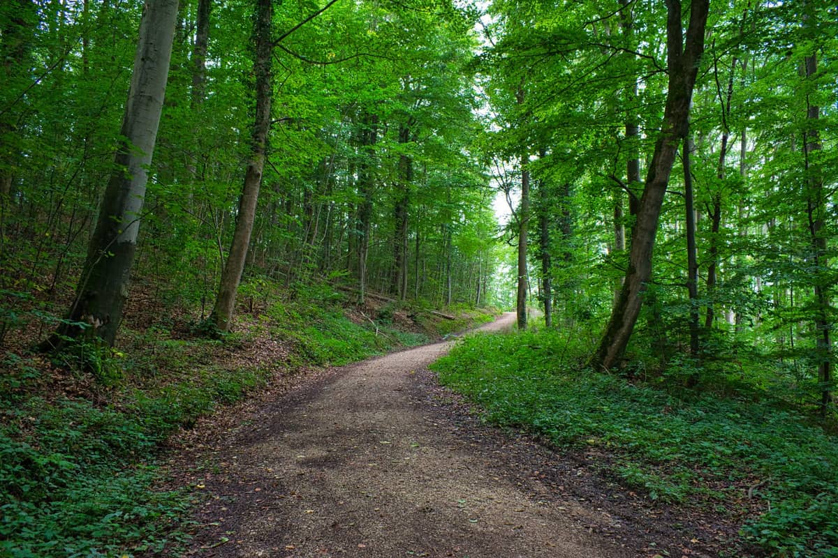 Amplo caminho florestal serpenteando por uma exuberante floresta verde sob um dossel de árvores frondosas perto de Bruxelas
