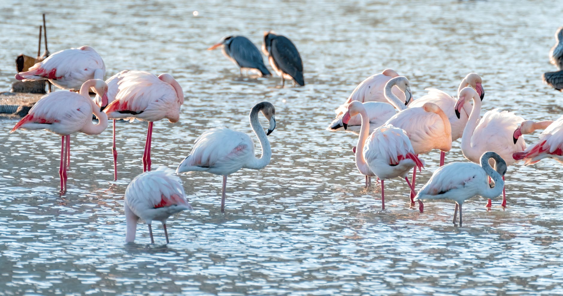 Eine Gruppe Flamingos watet in einer flachen Lagune mit einigen Reihern im Hintergrund bei natürlichem Licht.