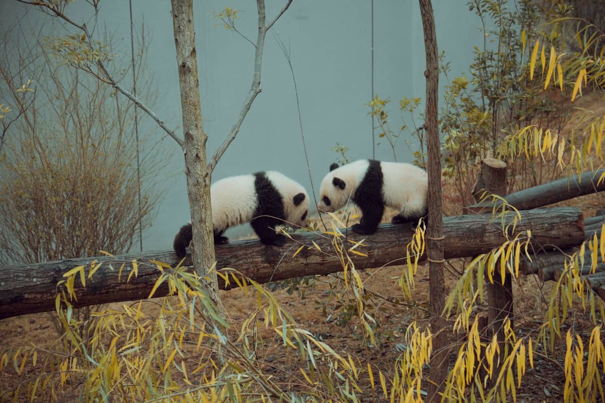 Zwei Große Pandas, die auf einem Baumstamm in einem Außengehege mit Bäumen und Pflanzen miteinander interagieren.