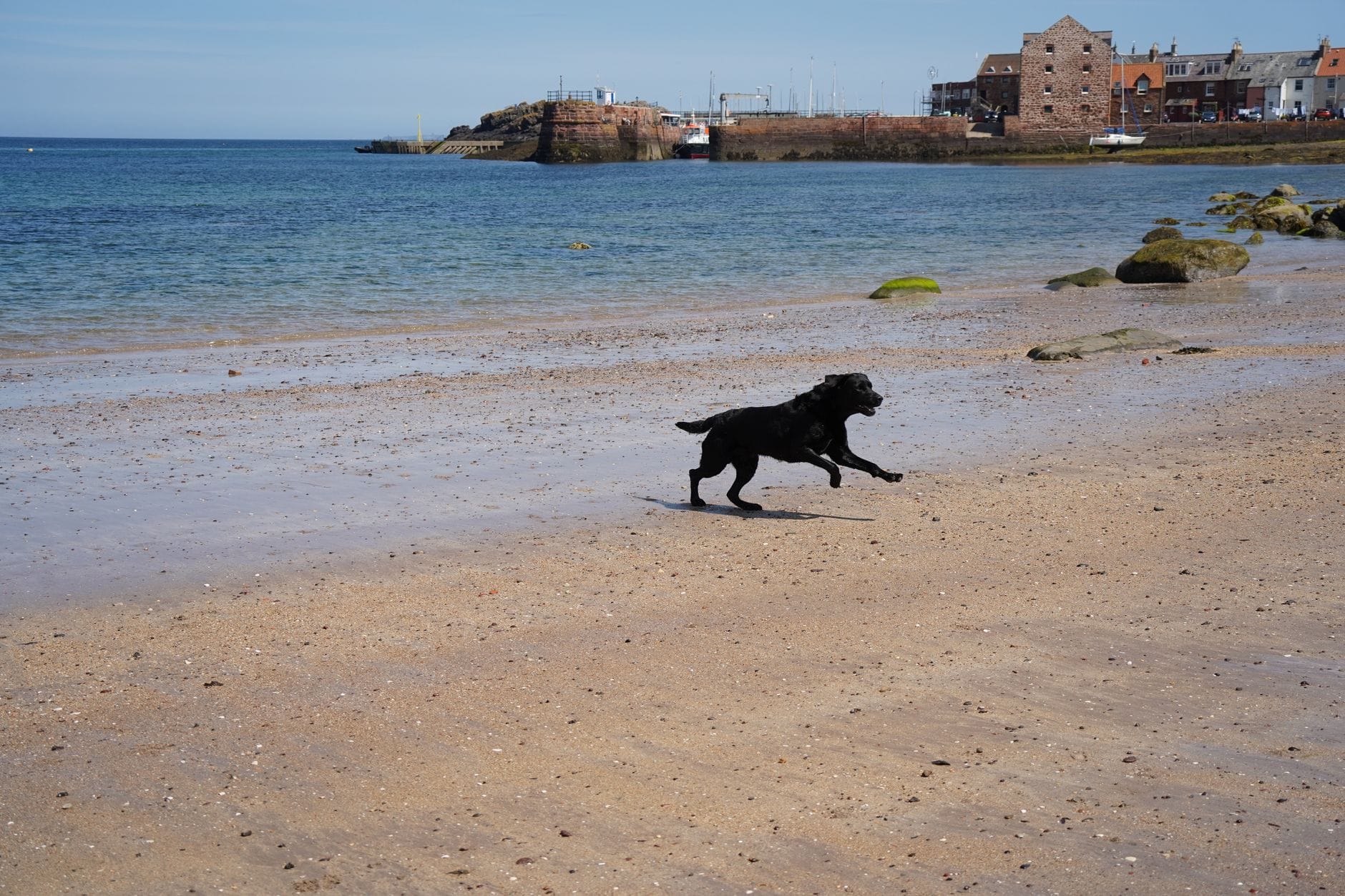 Una spiaggia sabbiosa con un cane nero che corre, mare blu, riva rocciosa e gli edifici del North Berwick Harbour sullo sfondo.