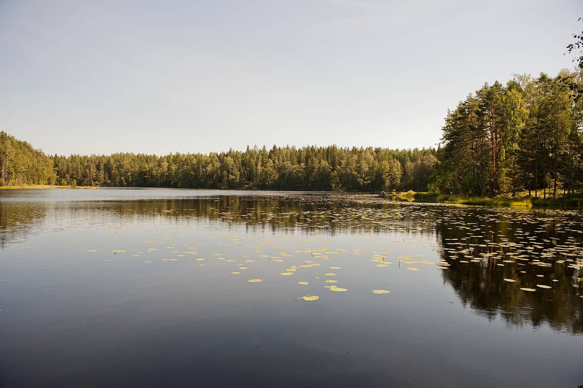 Um lago florestal calmo com nenúfares e pinheiros na margem sob um céu limpo no Parque Nacional de Nuuksio.