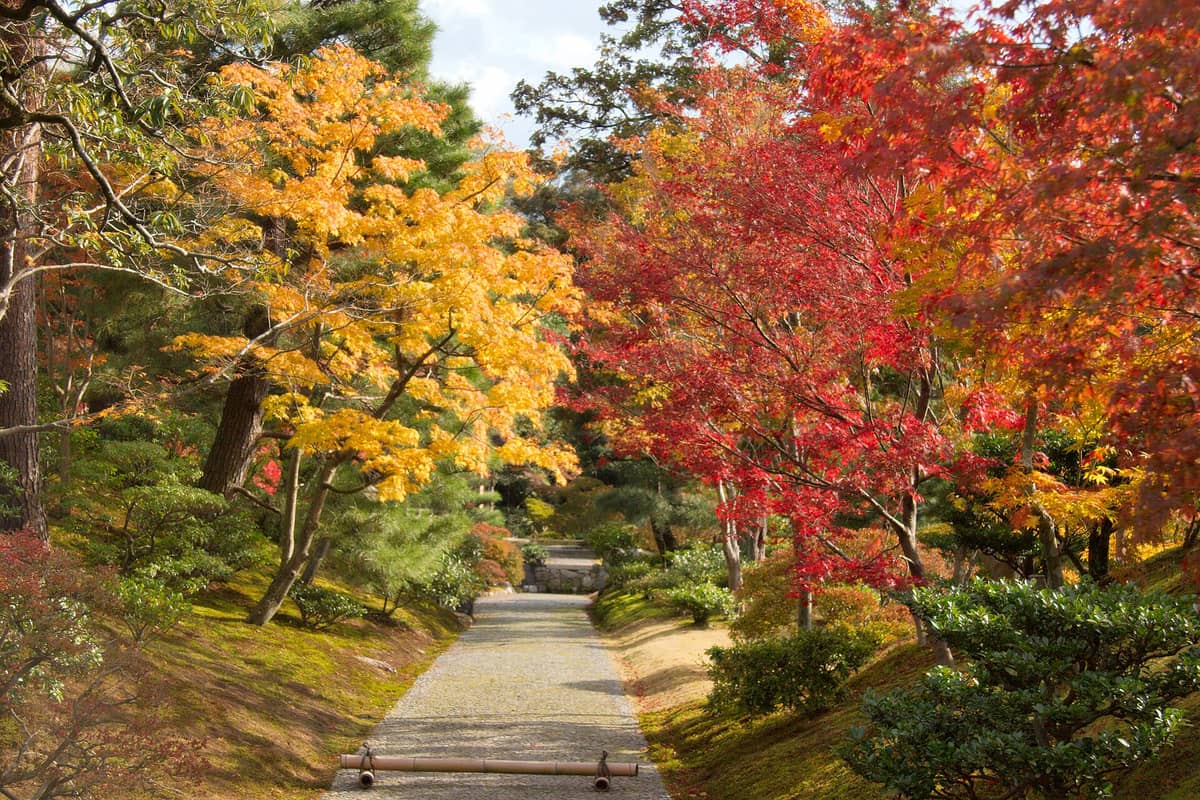 Sunlit stone path through vibrant maple and pine trees in a landscaped Japanese garden during autumn in Kyoto.
