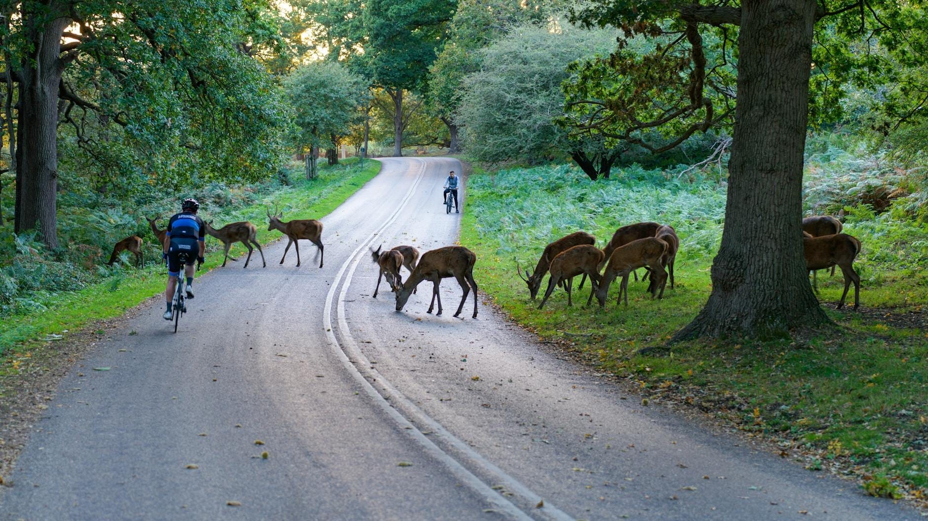 Ciclistas percorrem uma estrada sinuosa em Richmond Park enquanto um grupo de veados pastam e cruzam sob altas árvores verdes.
