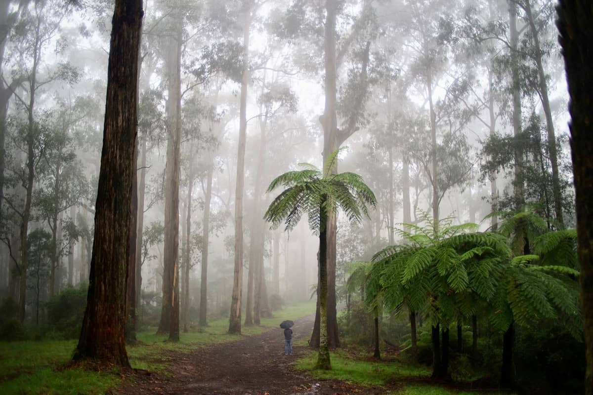 Foresta di eucalipti nebbiosa con alberi maestosi e felci arboree che fiancheggiano un sentiero, che evoca le Dandenong Ranges o le Macedon Ranges vicino a Melbourne.