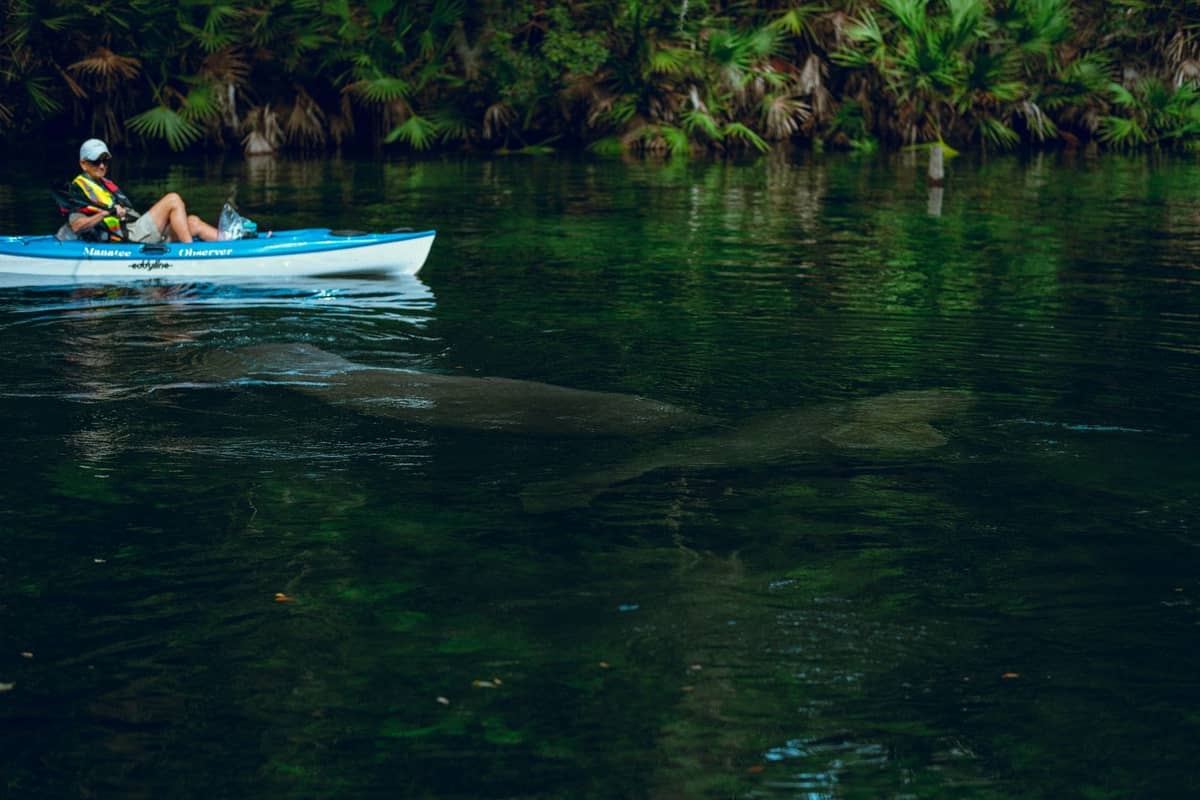 Person kayaking on clear water with palm trees in background and large manatees swimming below the surface.