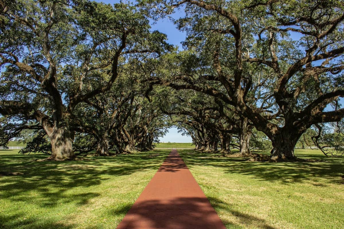 A long path lined with rows of massive live oak trees leading toward the horizon, iconic of historic Louisiana plantations.