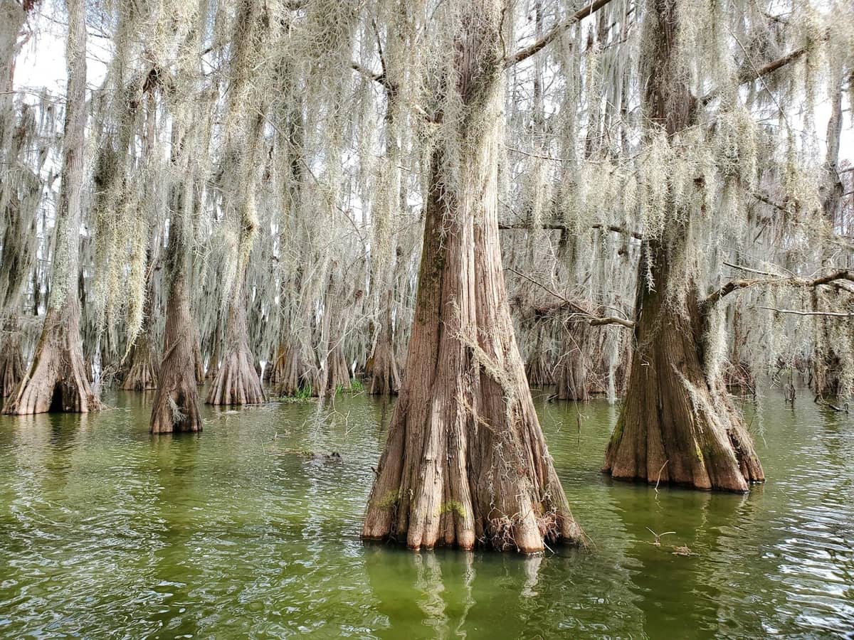 A lush bayou scene with cypress trees draped in Spanish moss rising from greenish swamp water under natural daylight.