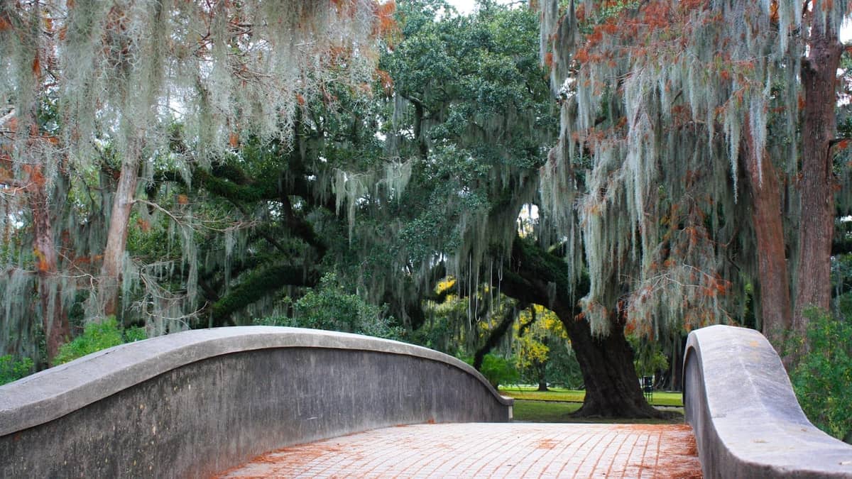 A scenic bridge in a lush park setting with large oak trees draped in Spanish moss, evoking City Park or Audubon Park in New Orleans.