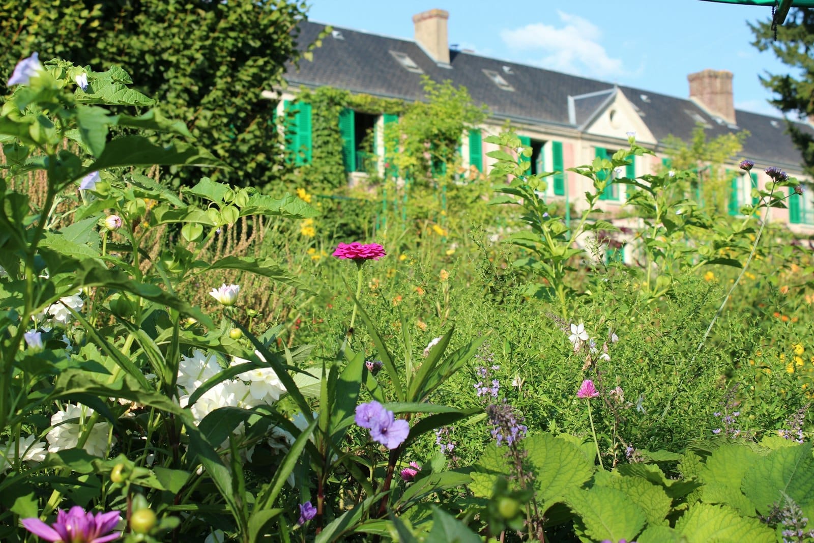 Giverny'deki Monet'nin bahçesinde renkli çiçeklerin yakın çekimi, arka planda yeşil kepenkli şirin bir ev.