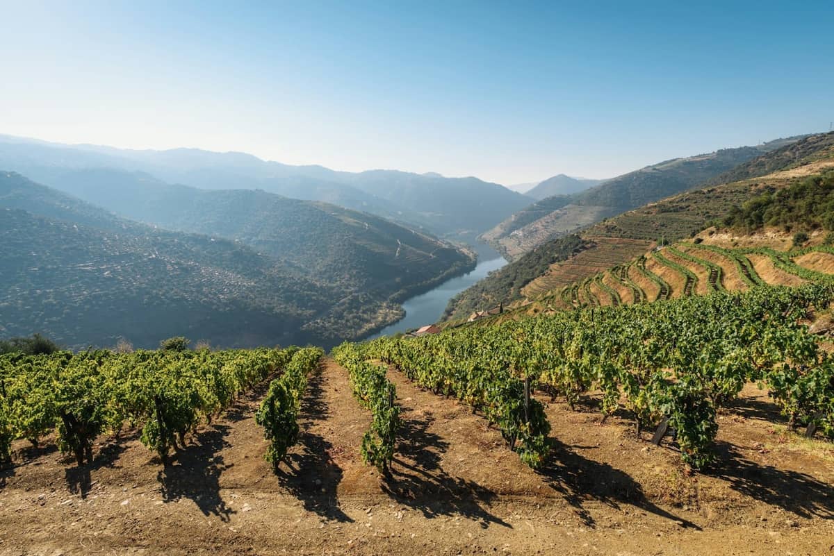 Reihen von Weinreben in Terrassenweingärten mit Blick auf den gewundenen Douro unter einem klaren blauen Himmel in Portugal.