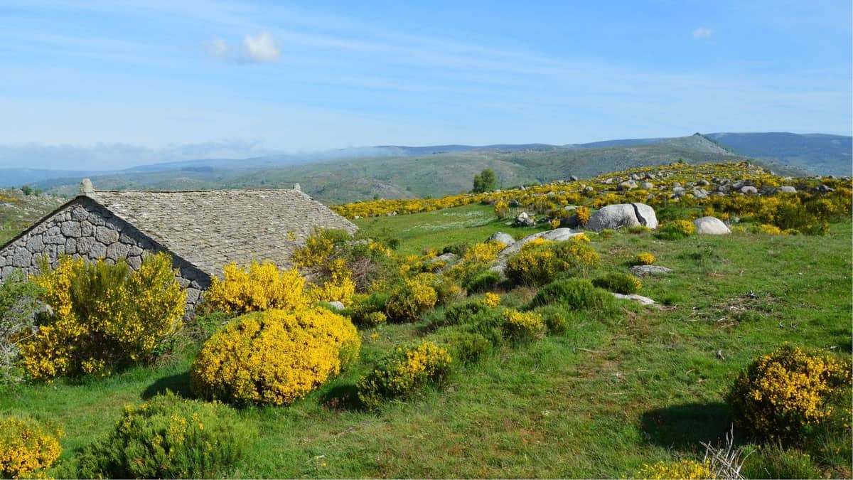 Weitblick auf grüne Hügel mit gelben Wildblumen, felsigem Gelände und einer traditionellen Steinhütte unter blauem Himmel im Nationalpark Peneda-Gerês.