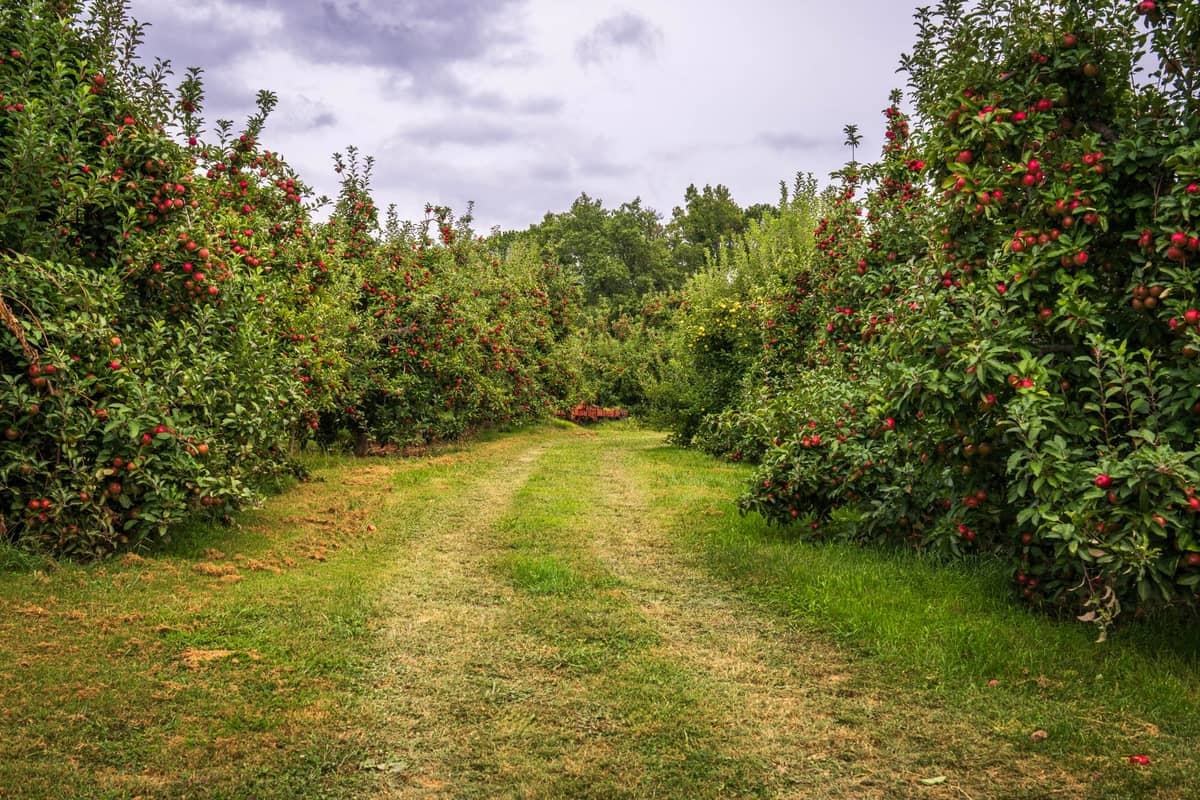 Grasbewachsener Pfad zwischen Reihen von Apfelbäumen mit roten Äpfeln in einem Obstgarten unter bewölktem Himmel