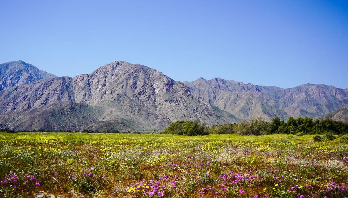 Weitläufige Landschaftsansicht des Anza-Borrego Desert State Park mit Wildblumen im Vordergrund und zerklüfteten Bergen im Hintergrund unter klarem blauem Himmel.