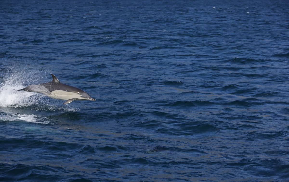 Un delfín saltando fuera del océano cerca de la superficie del agua, rodeado de un amplio mar azul.