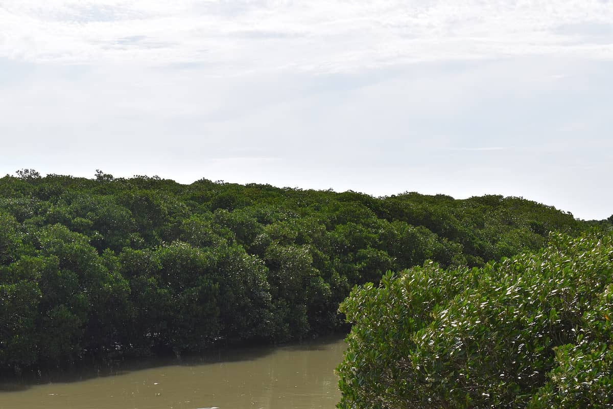 Ein dichtes Dickicht aus üppig grünen Mangrovenbäumen, die am schlammigen Wasser unter einem strahlenden Himmel wachsen, als Symbol für ein natürliches Feuchtgebiet.