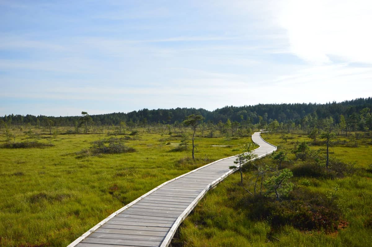 Un paseo marítimo de madera serpentea por una turbera abierta y herbosa con escasos árboles pequeños bajo un cielo azul brillante cerca de Tallinn.