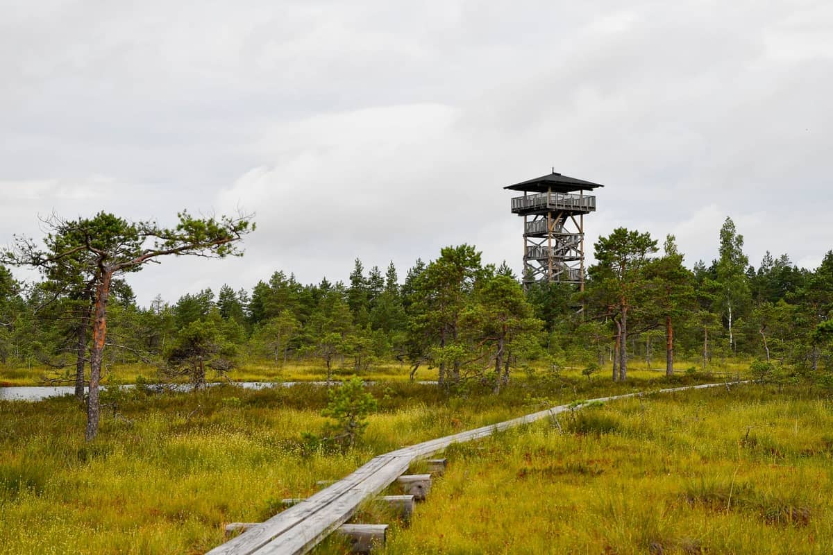 Ein hölzerner Aussichtsturm erhebt sich über grüne Moorlandschaften und vereinzelte Kiefern im Lahemaa-Nationalpark in Estland an einem bewölkten Tag.