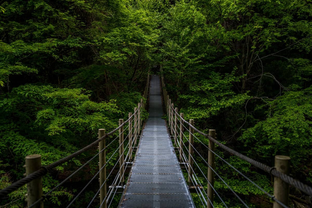 Suspension bridge for pedestrians surrounded by lush green forest, suggesting a tranquil nature walk