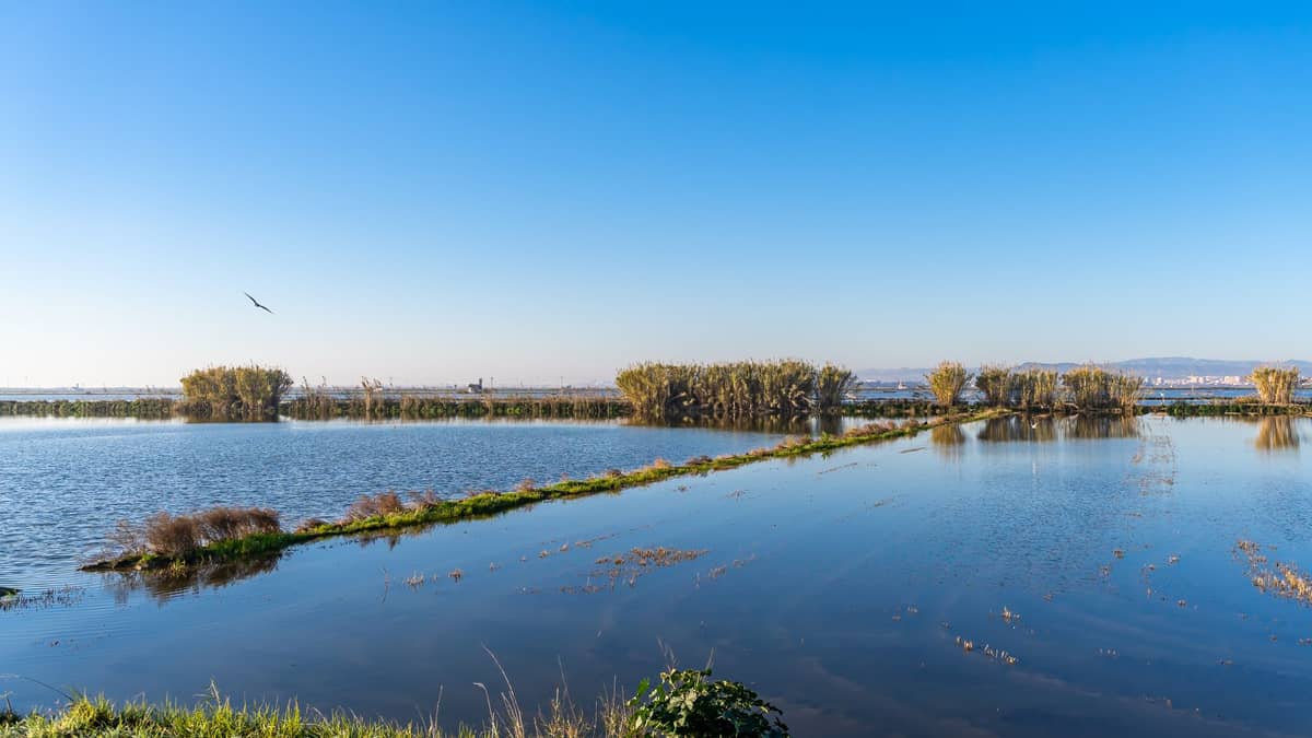 Weitläufiger Blick auf die Feuchtgebiete des Naturparks Albufera mit überfluteten Reisfeldern, üppigem Schilf und klarem blauem Himmel, typisch für die Landschaft südlich von Valencia.
