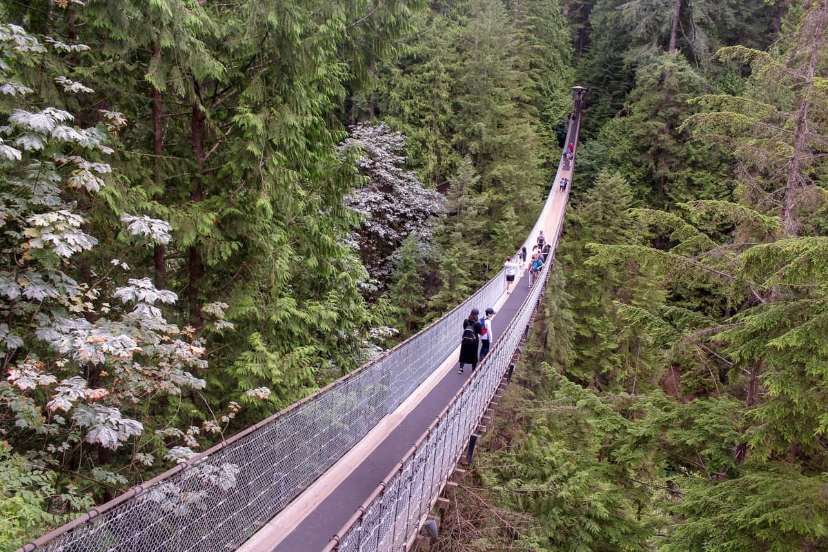 Hängebrücke über eine tiefe bewaldete Schlucht, mit Menschen, die von hohen immergrünen Bäumen umgeben hindurchgehen.