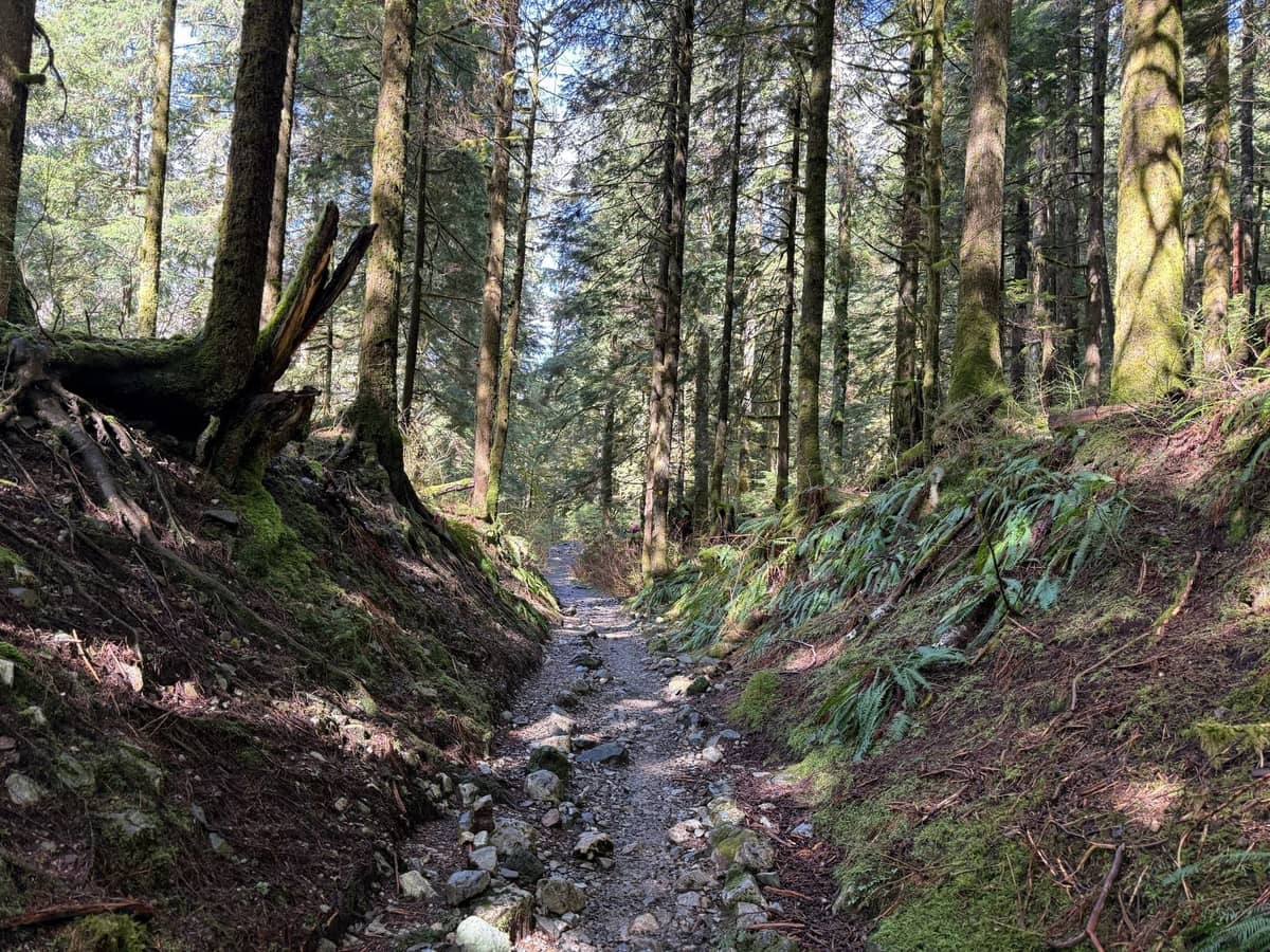 Bewaldeter Wanderweg mit Moos, Farnen und hohen Bäumen direkt außerhalb von Vancouver an einem sonnigen Tag