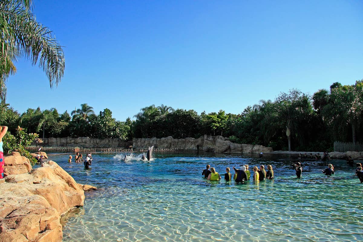 Weitläufiger Blick auf die Delfinlagune des Discovery Cove mit Gästen in gelben Westen im Wasser und springenden Delfinen, umgeben von tropischer Bepflanzung.