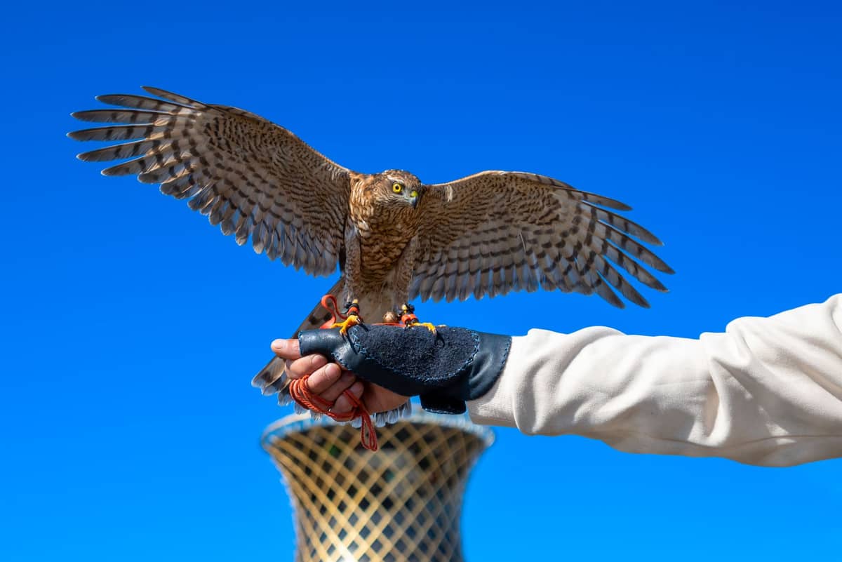 Ein Falke mit ausgebreiteten Flügeln auf einer behandschuhten Hand, im Hintergrund ein modernes Wahrzeichen der Skyline Dohas unter strahlend blauem Himmel.
