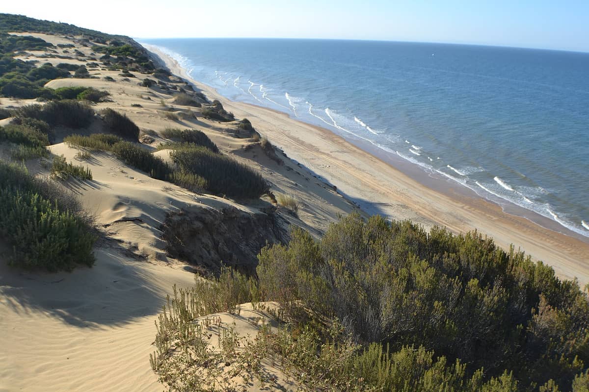 เนินทรายสีทองและพุ่มไม้สีเขียวพบกับแนวชายฝั่งในอุทยานแห่งชาติ Doñana พร้อมคลื่นเบาๆ ใต้ท้องฟ้าสีฟ้าใส