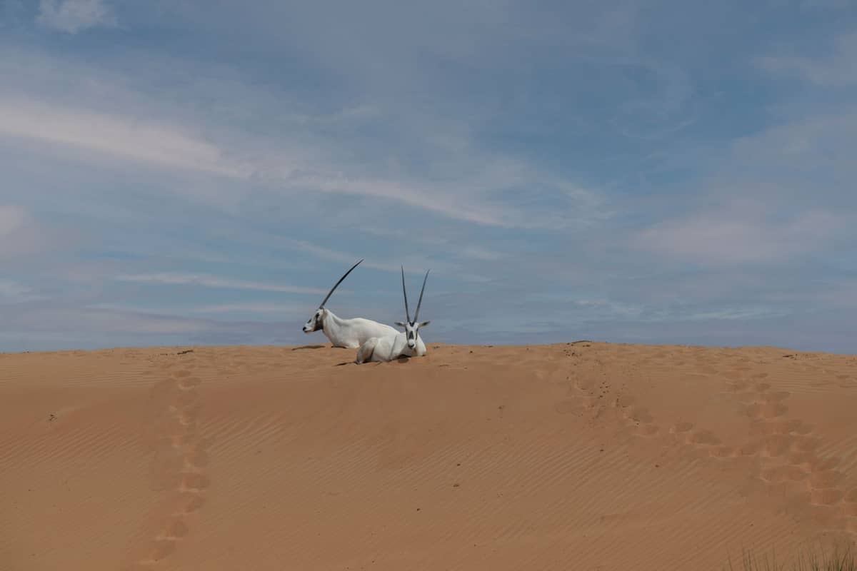 Zwei Arabische Oryx ruhen auf offenen Sanddünen unter blauem Himmel im Dubai Desert Conservation Reserve.