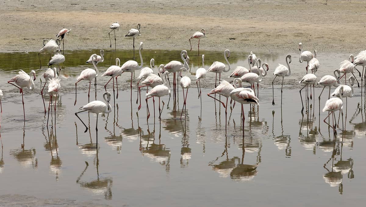 Eine Gruppe Flamingos watet in flachem Wasser eines schlammigen Feuchtgebiets, spiegelt sich im Wasser, mit einem trockenen Ufer im Hintergrund.