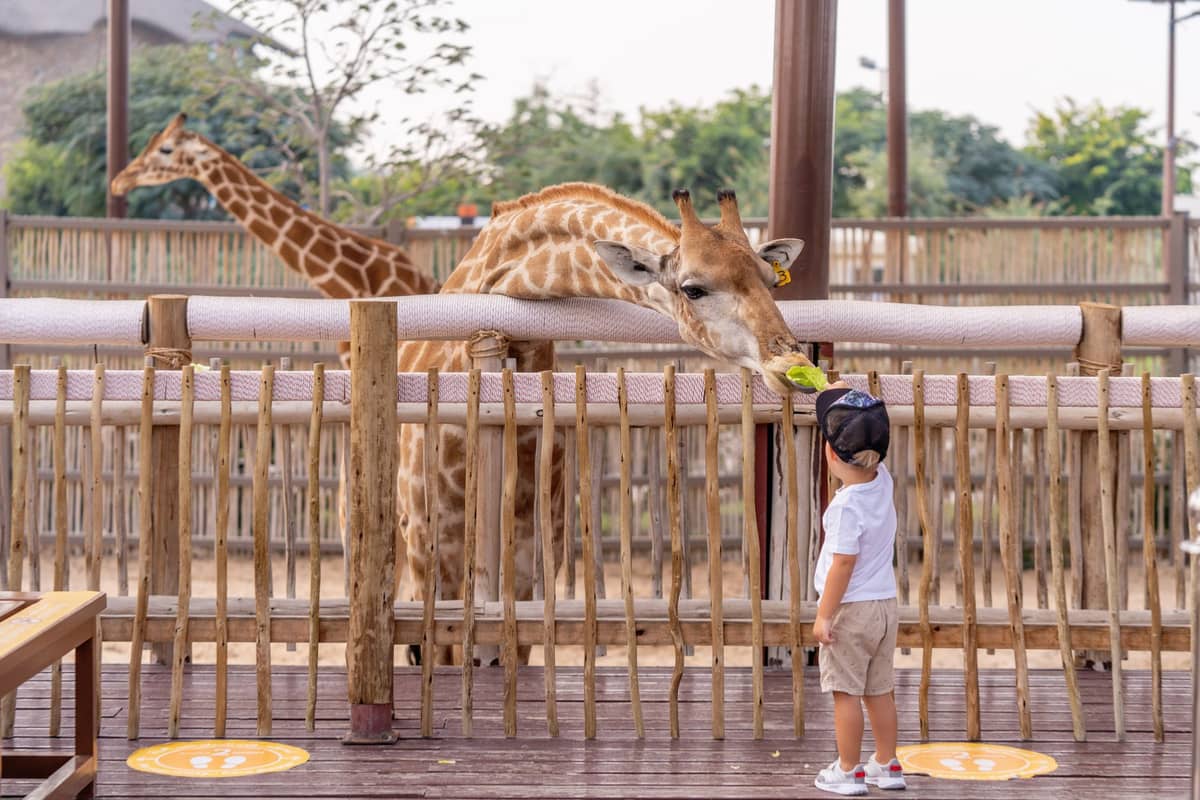 Ein Kind füttert eine Giraffe durch einen Holzzaun im Dubai Safari Park; im Hintergrund sind eine weitere Giraffe und üppiges Grün zu sehen.