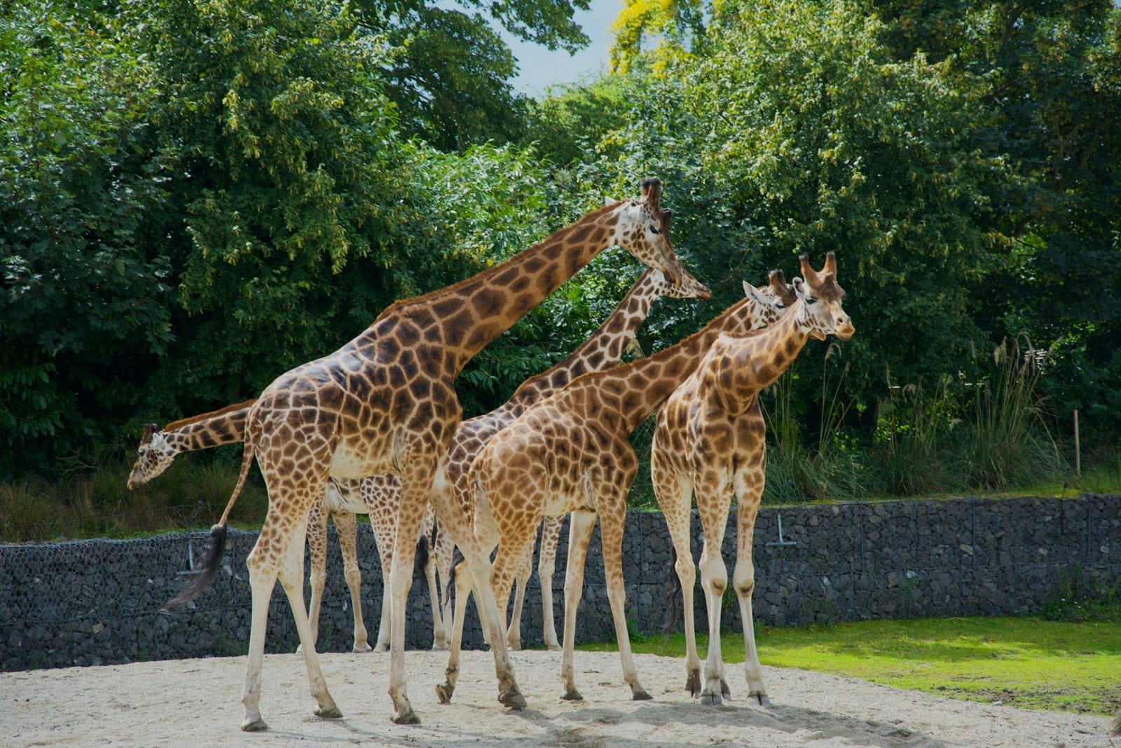 Un gruppo di giraffe riunite in un ampio recinto all'aperto circondato da rigogliosi alberi verdi in uno zoo.