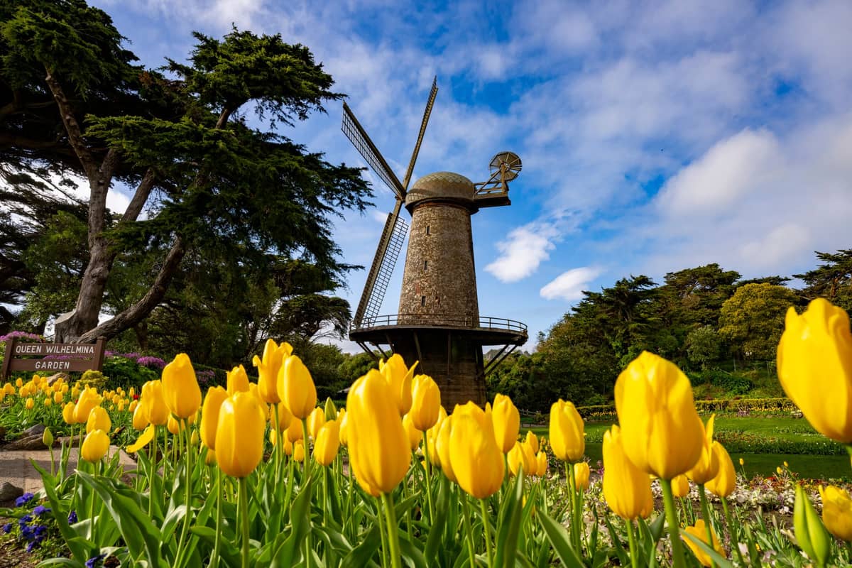 Die Holländische Windmühle im Golden Gate Park ragt über leuchtend gelbe Tulpen in den blauen Himmel, umgeben von Bäumen und üppigen Gärten.