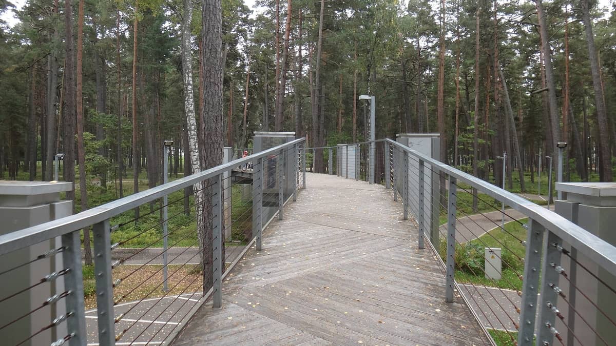 Erhöhter Holzsteg mit Metallgeländern, der sich zwischen hohen Waldkiefern im Dzintari-Waldpark, Jūrmala, an einem bewölkten Tag entlangschlängelt.
